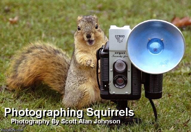 squirrel3.jpg