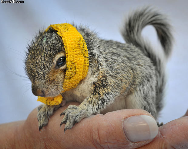 squirrel_awwww.jpg