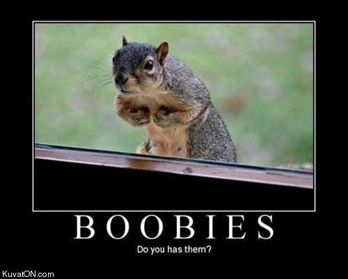 squirrel_boobies.jpg