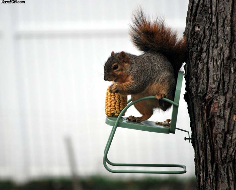 squirrel_chair.jpg