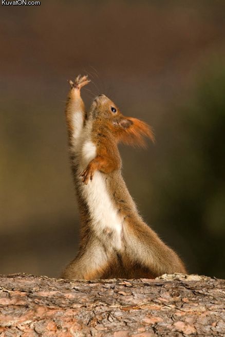 squirrel_dance.jpg