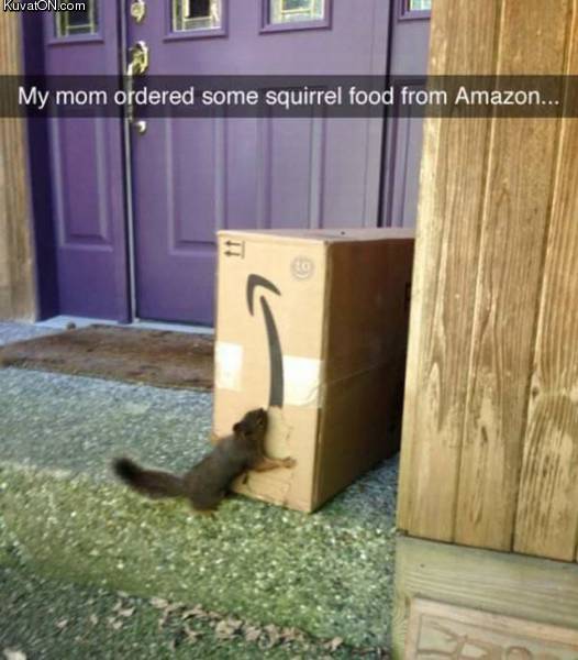 squirrelfood.jpg