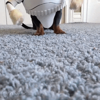 starwarsdog.gif