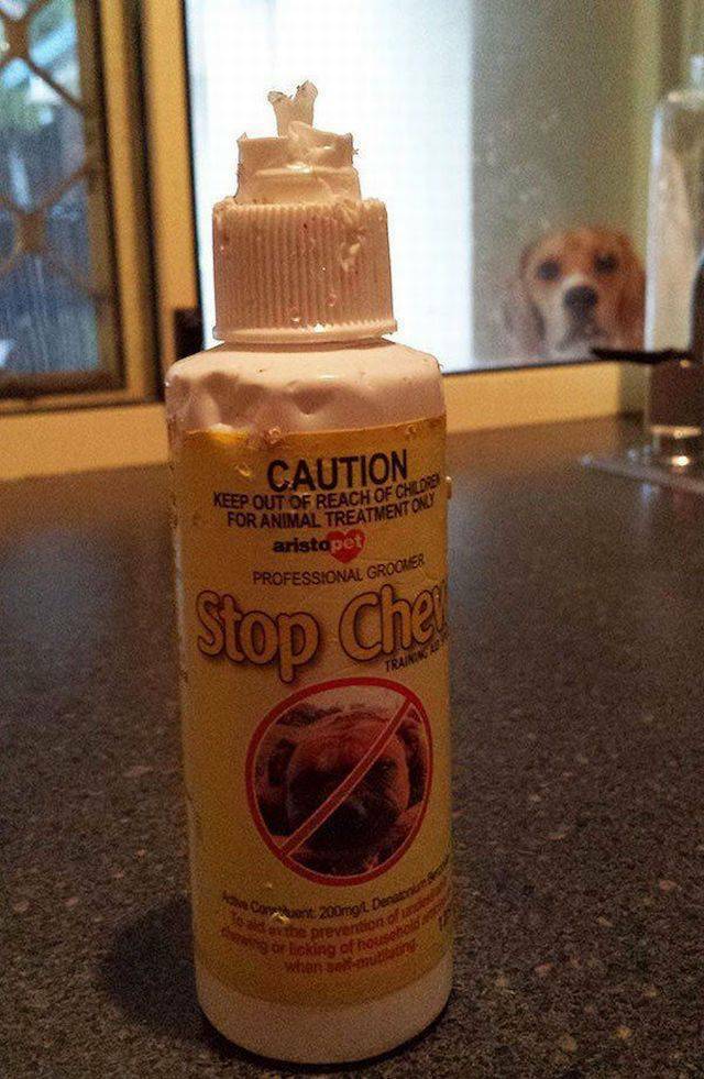 stopchew.jpg