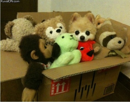 stuffed_animals.jpg