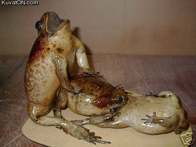 stuffed_frogs_statue.jpg