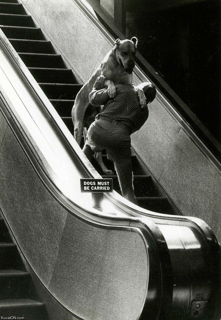 stupid...fucking...escalator...rules.jpg