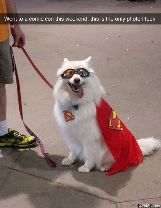 superdog_costume.jpg
