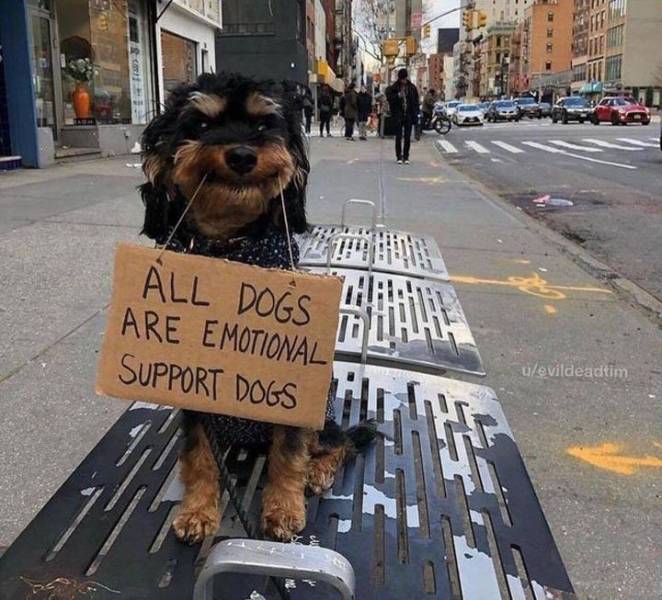 supportdogs.jpg