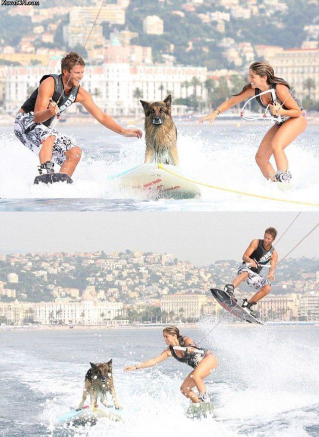 surfdog.jpg