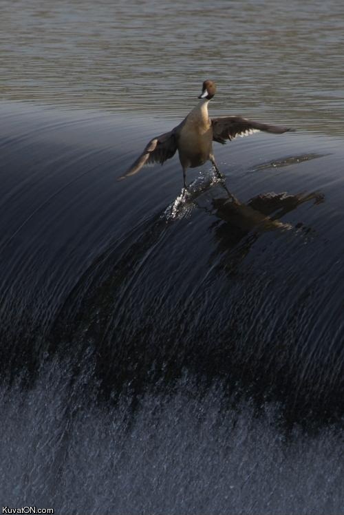 surfer_bird.jpg