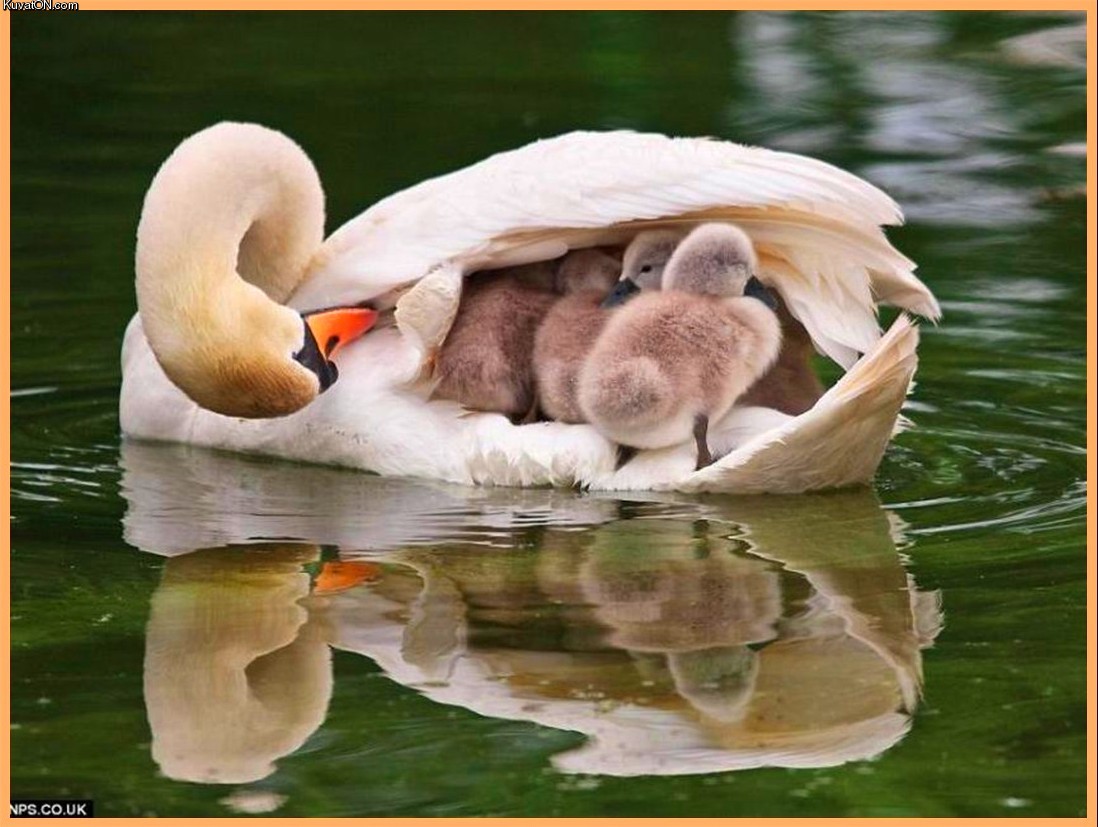 swan_mother_with_cygnets.jpg