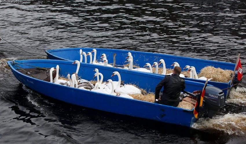 swan_trip.jpeg