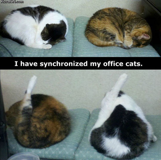 synchronized_cats.jpg