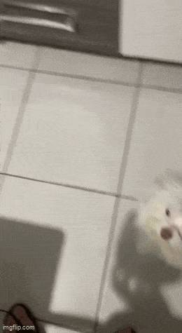 syomaan_hei_3.gif