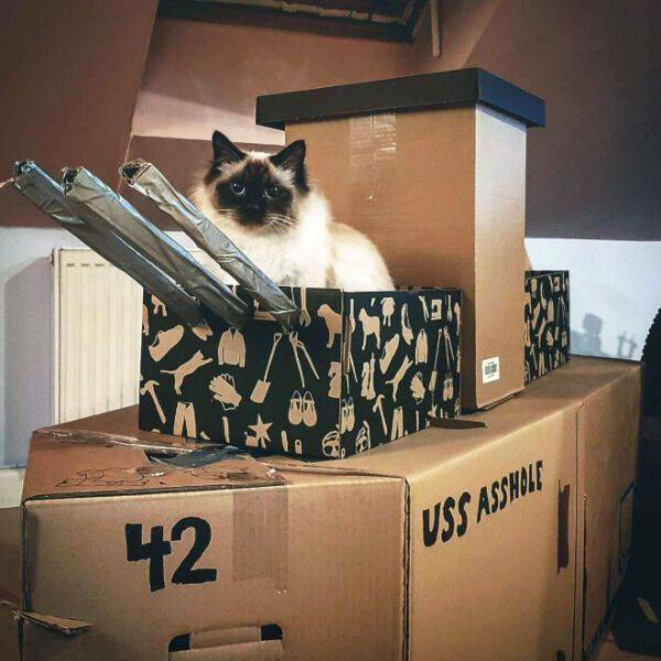 tankcat03.jpg