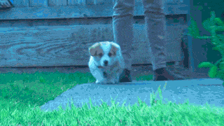 tanne_vaan_kaveri.gif
