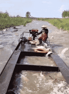 tas_kalalla.gif