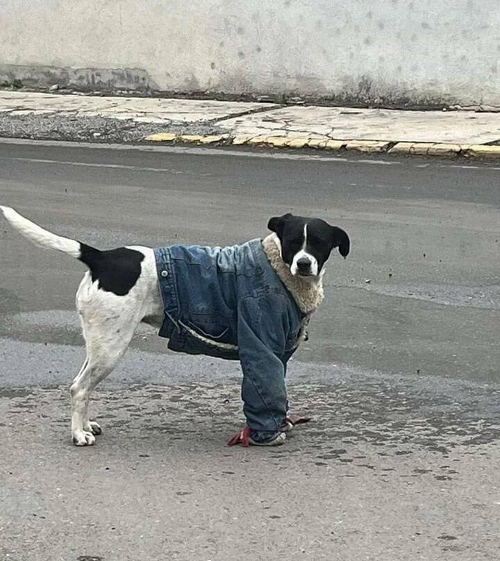 tas_kylil.jpg