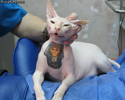 tattoocat.jpg