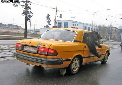 taxibear.jpg