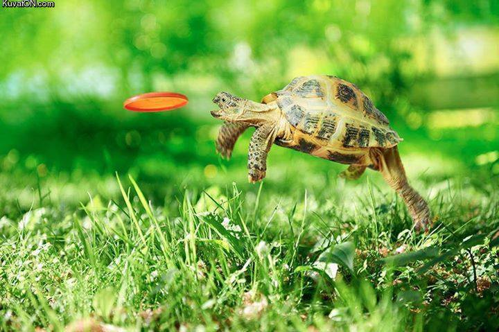 teenage_mutant_ninja_turtle.jpg