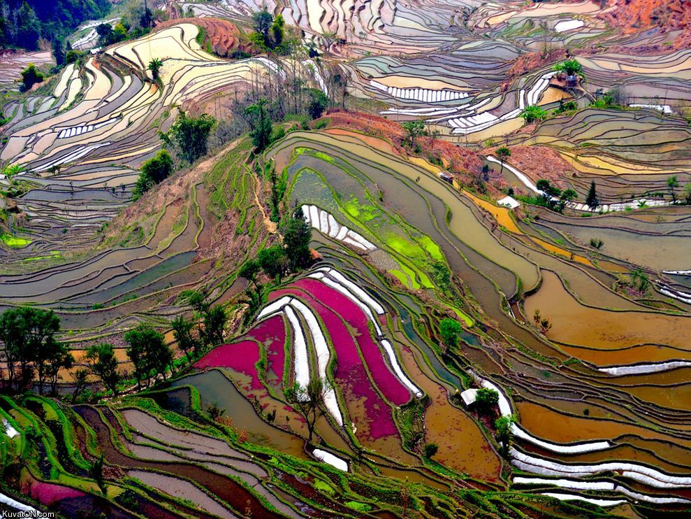 terraced_rice_field.jpg