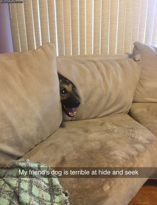 terrible_at_hide_and_seek.jpg