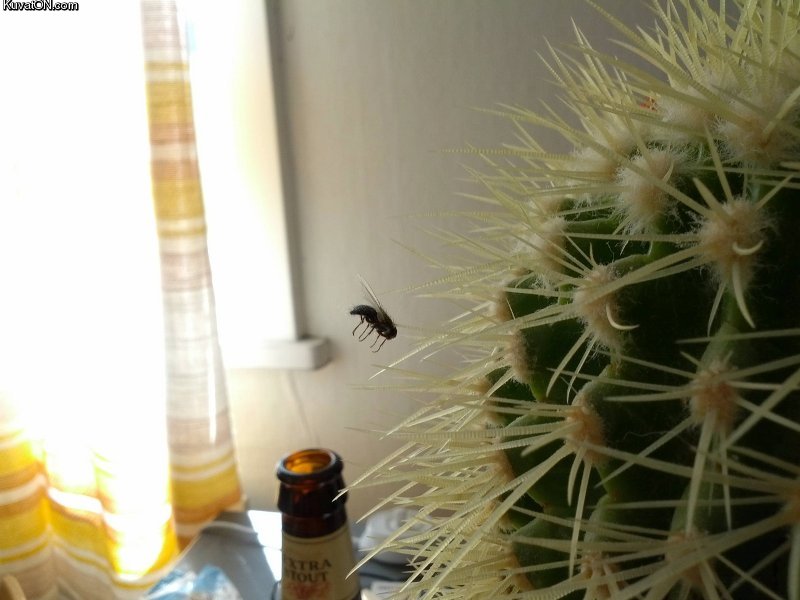 terrible_fly_accident.jpg