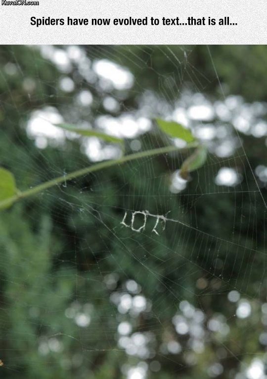 texting_spiders.jpg