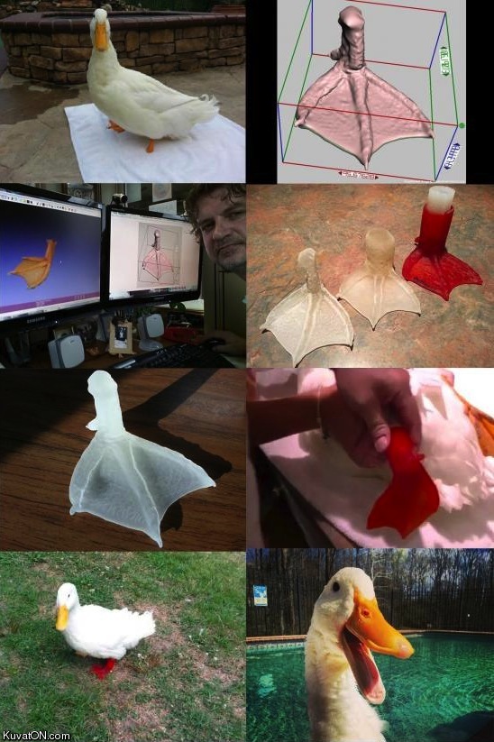 the_amazing_journey_of_the_1_footed_amputee_duck_who_got_a_3d_printed_prosthetic_foot.jpg