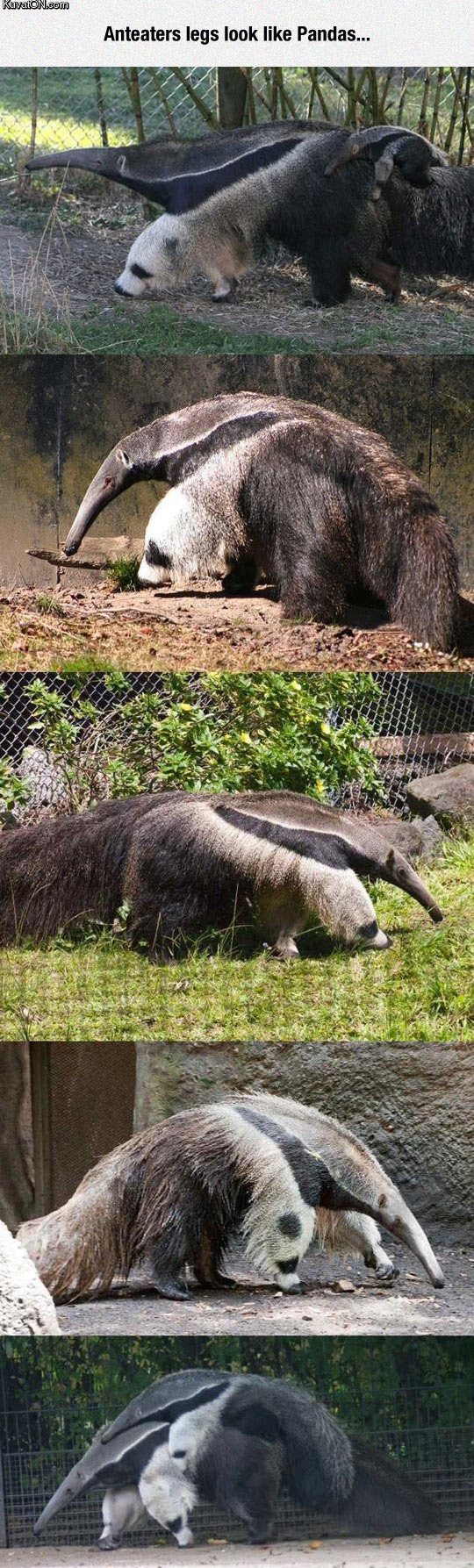 the_anteater_is_two_animals_in_one.jpg