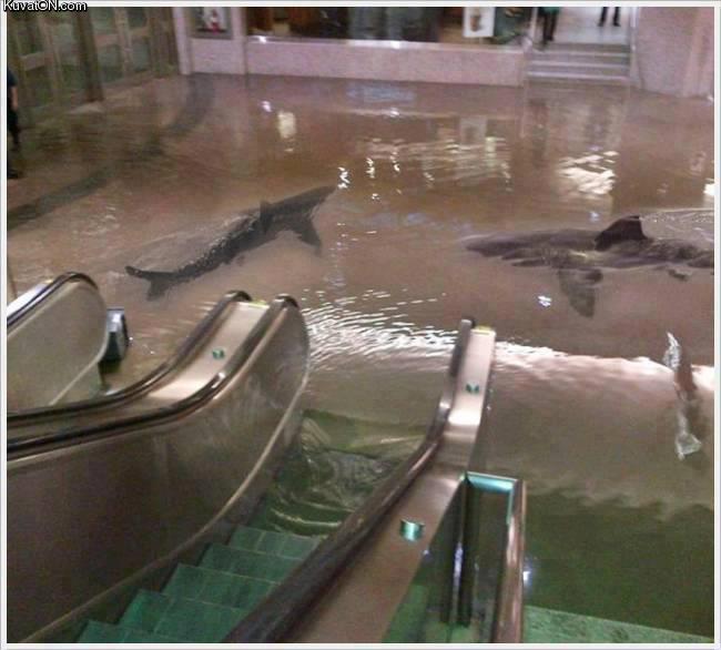 the_collapse_of_a_shark_tank_at_the_scientific_center_in_kuwait.jpg