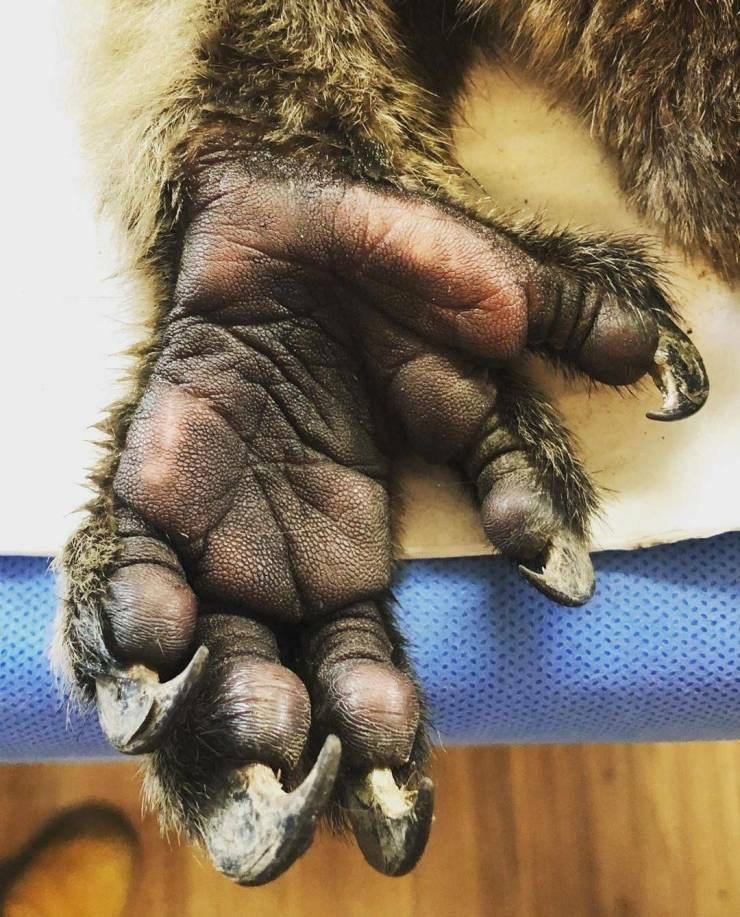 the_hand_of_a_koala.jpg