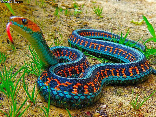 the_most_colorful_snake_in_the_world_california_red_sided_garter_snake.jpg