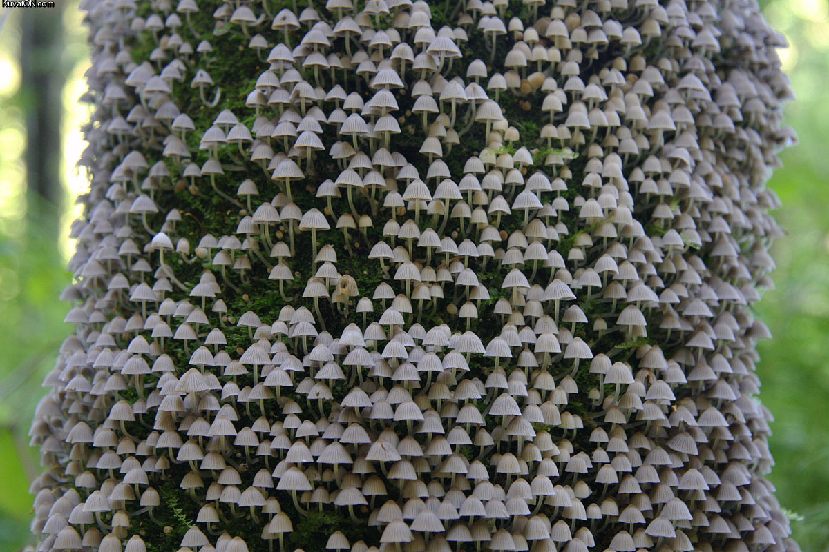 the_mushroom_kingdom.jpg