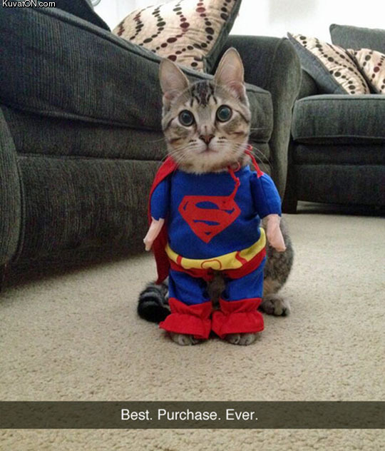 the_super_kitty.jpg
