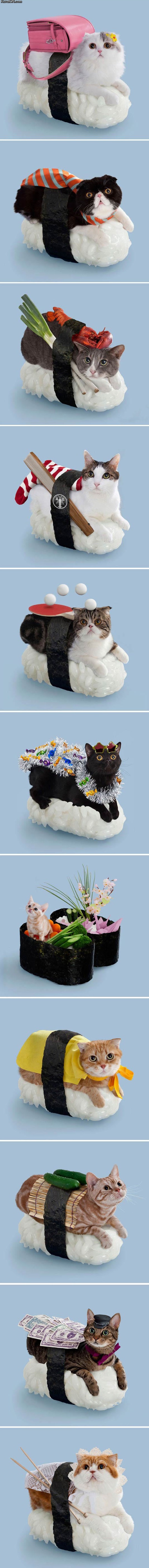 the_sushi_cats_wtf.jpg