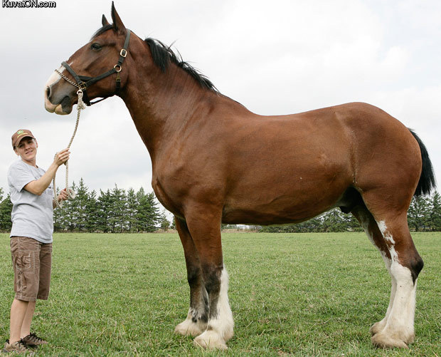 the_worlds_tallest_horse.jpg