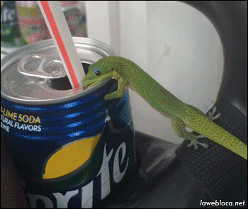 thirsty_lizard.gif