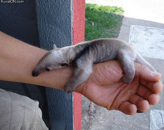this_anteater_is_so_tiny.jpg