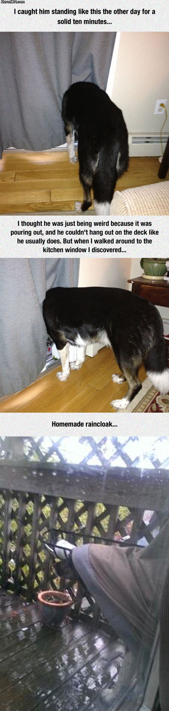 this_dog_is_a_brilliant_genius.jpg