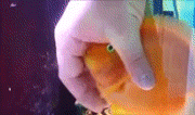 this_fish_likes_being_petted.gif