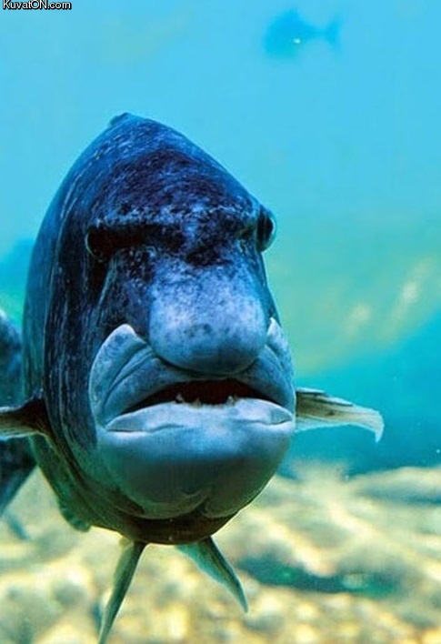 this_fish_looks_like_a_grumpy_old_man.jpg