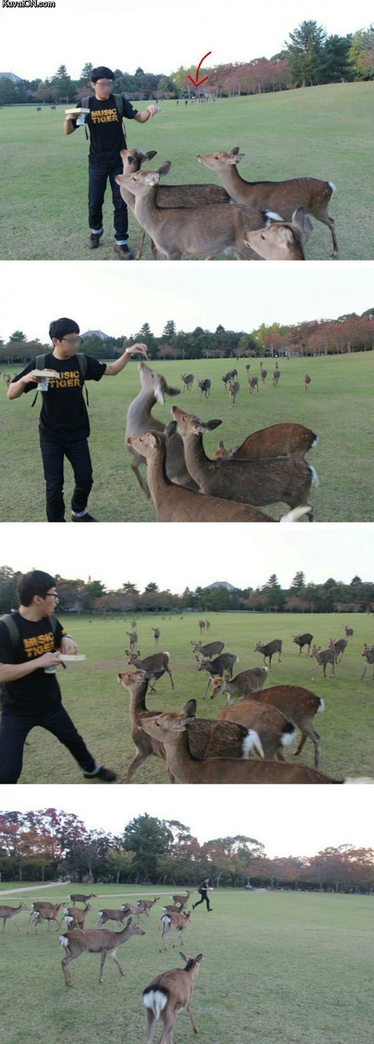 this_guy_was_just_trying_to_feed_some_deers.jpg