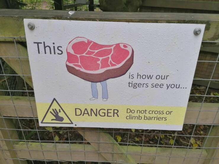 this_is_how_tigers_see_you.jpg