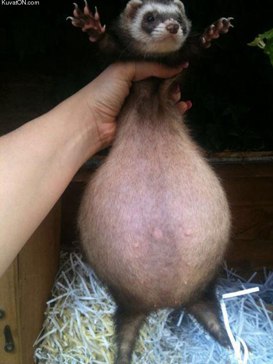 this_is_what_a_pregnant_ferret_looks_like.jpg