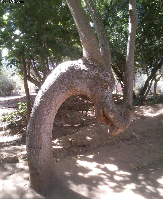 this_tree_looks_like_a_dragon.jpg