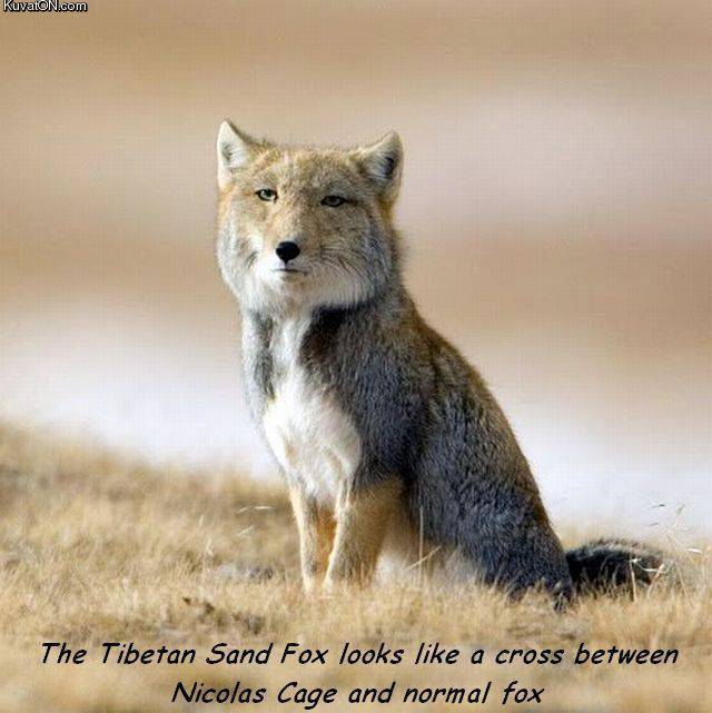 tibetansandfox.jpg