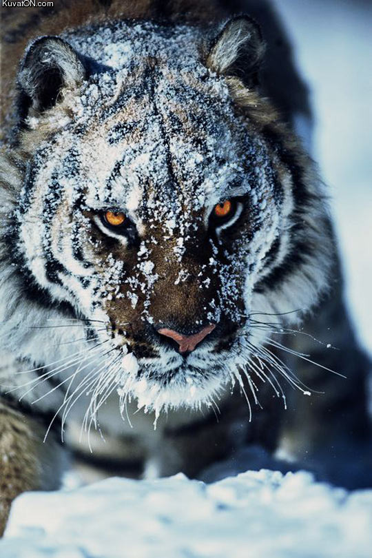 tiger_in_the_snow.jpg